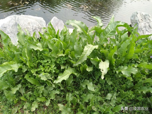 野菠菜，又名土大黄，既有药用价值又有食用价值