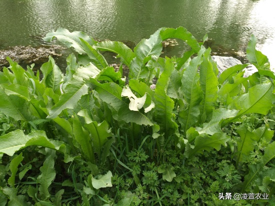 野菠菜，又名土大黄，既有药用价值又有食用价值