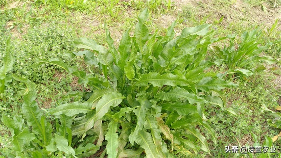 野菠菜，又名土大黄，既有药用价值又有食用价值