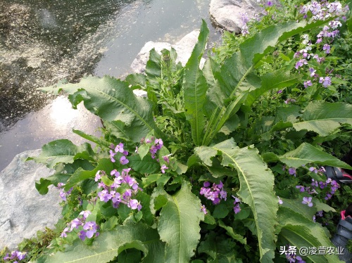 野菠菜，又名土大黄，既有药用价值又有食用价值