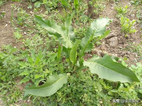 野菠菜，又名土大黄，既有药用价值又有食用价值