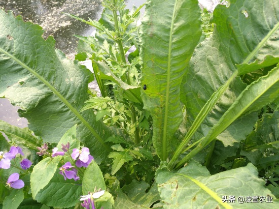 野菠菜，又名土大黄，既有药用价值又有食用价值