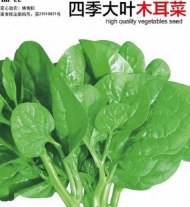 ​软浆叶