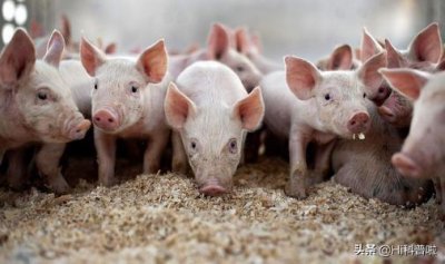 ​美国人不爱吃猪肉，为什么还是养猪第一强国？他们是怎么做到的？