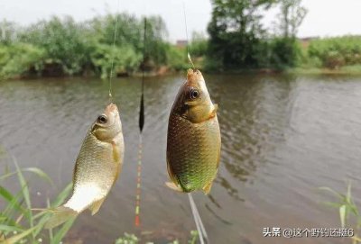 ​深秋钓鲫鱼深，浅，远，近要选择得当！找准钓点才能下竿就有口