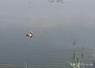 ​沈家河水库“暗藏玄机”，野生红嘴鸭竟被这玩意困住，险些丧命