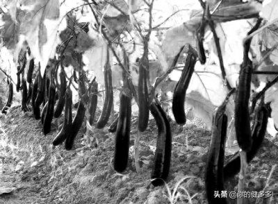 ​民间故事：半夜鸡叫