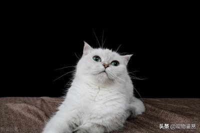 ​银渐层属于什么品种的猫