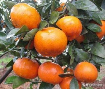 ​沃柑、茂谷柑的区别就在这里