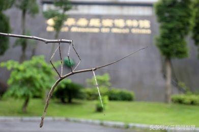 长得像树杈+脚丫子再生+光控变色，看我巨型竹节虫的威力