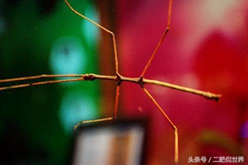 长得像树杈+脚丫子再生+光控变色，看我巨型竹节虫的威力