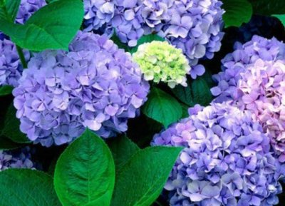 ​绣球花只长叶不开花？几个主要原因你有必要了解