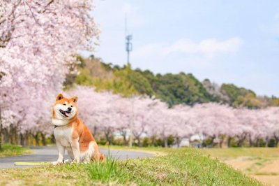 ​在樱花下傻笑的那只狗狗，能够治愈你吗？看着这只日本网红柴犬吧