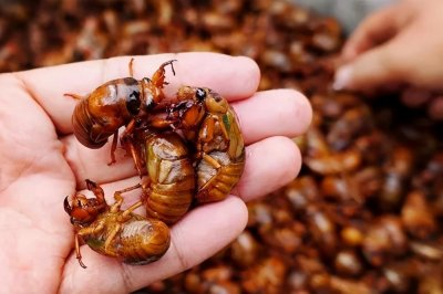 ​油炸金蝉，先下锅炸就错了，教你1招，金黄酥脆入味又解馋