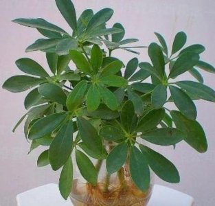 ​想要水培鸭掌木，这么处理才靠谱，生根无压力，轻松长满盆