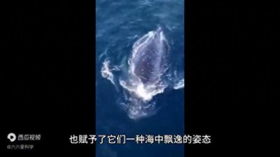 ​小飞象章鱼：深海中的可爱精灵