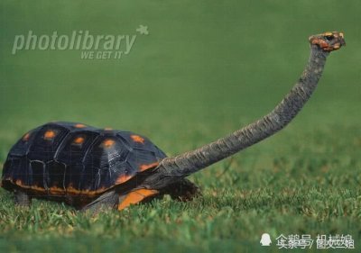​奇特的长颈龟也叫蛇颈龟，堪称乌龟界的长颈鹿