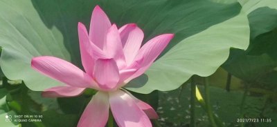 ​《荷花颂》