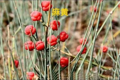 ​汤头歌诀-小青龙汤