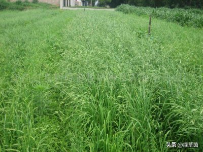 ​既可以作为牧草使用，又是一种环境保护草，这就是披碱草