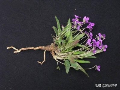 ​紫花地丁一款野草中的紫霞仙子，超强生存力，观赏价值很高的植物