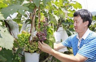 ​一亩地收益30万元，快看看这些农民“捣鼓”啥？