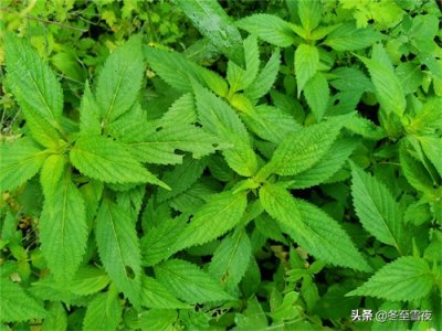 ​7月，这个野菜在农村遍地是，晒干囤起来，铁锅炖鱼放它特别鲜