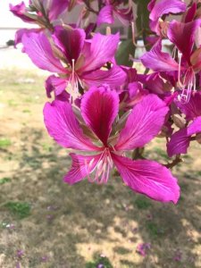 ​香港港旗上的花究竟为何物?