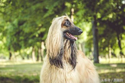 ​世界名犬-阿富汗猎犬（狩猎犬）