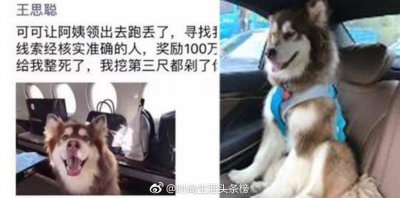 ​王思聪花百万寻找爱狗？结果你想都想不到