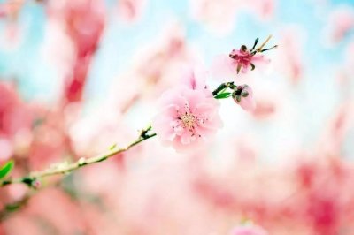 ​十里桃花不如你 三生桃花不及卿
