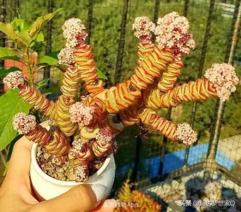 ​钱串子开花图片