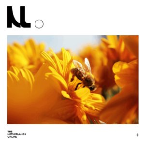 ​520是蜜蜂的节日，Honey都是它们的
