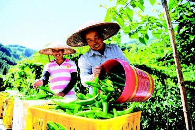 ​龙胜：辣椒价格持续上涨 椒农增收笑开颜