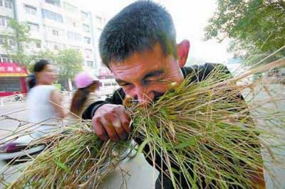 ​解决养羊终极大难题，羊不爱吃草怎么办