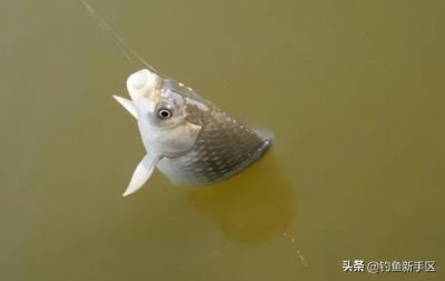 ​经典窝料麝香米的各种使用方法